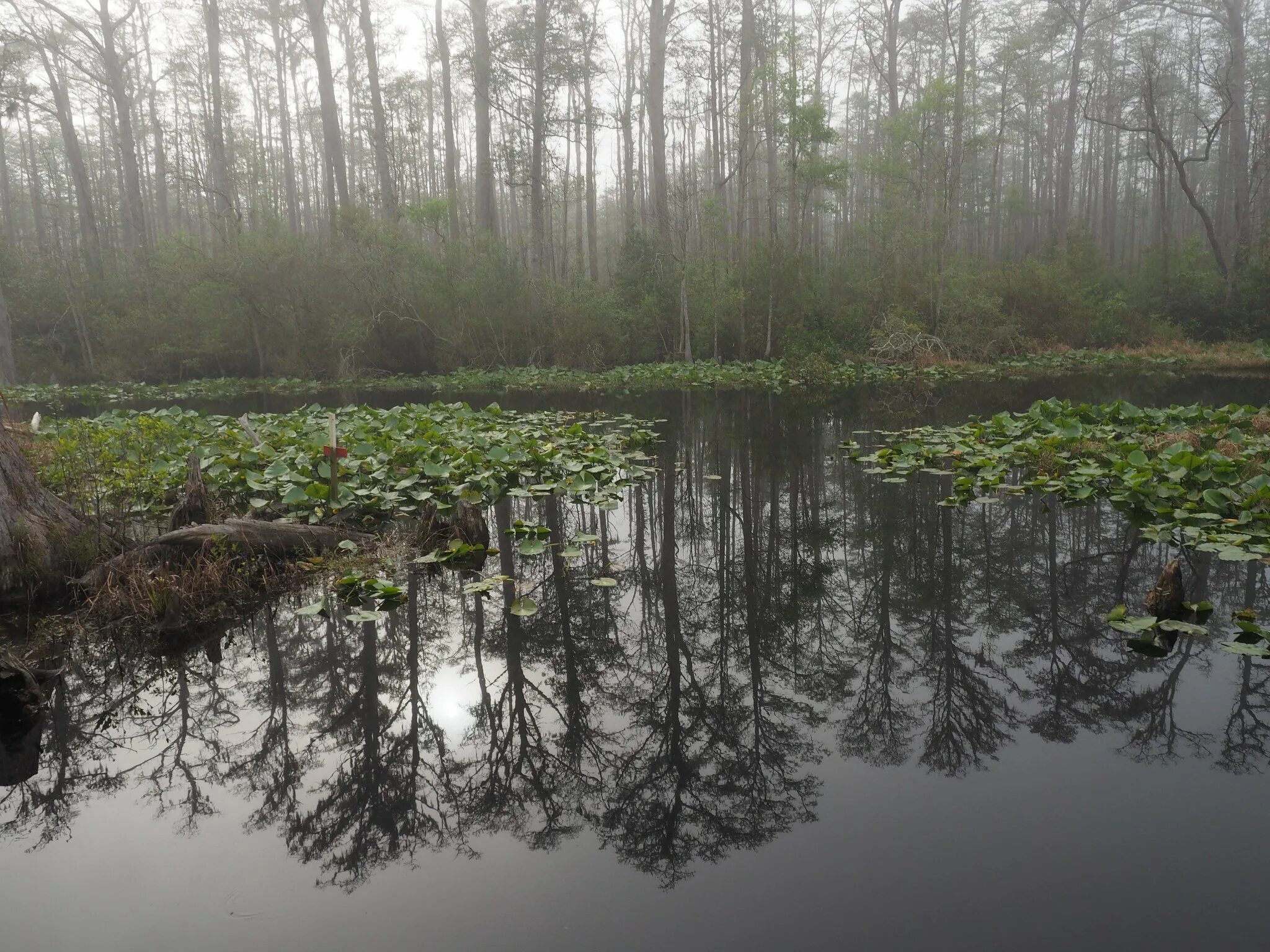 ольманские болота беларусь. христофоровские болота кировская область. озеро варех нижегородская область. болото отзывы. сабаевское болото.