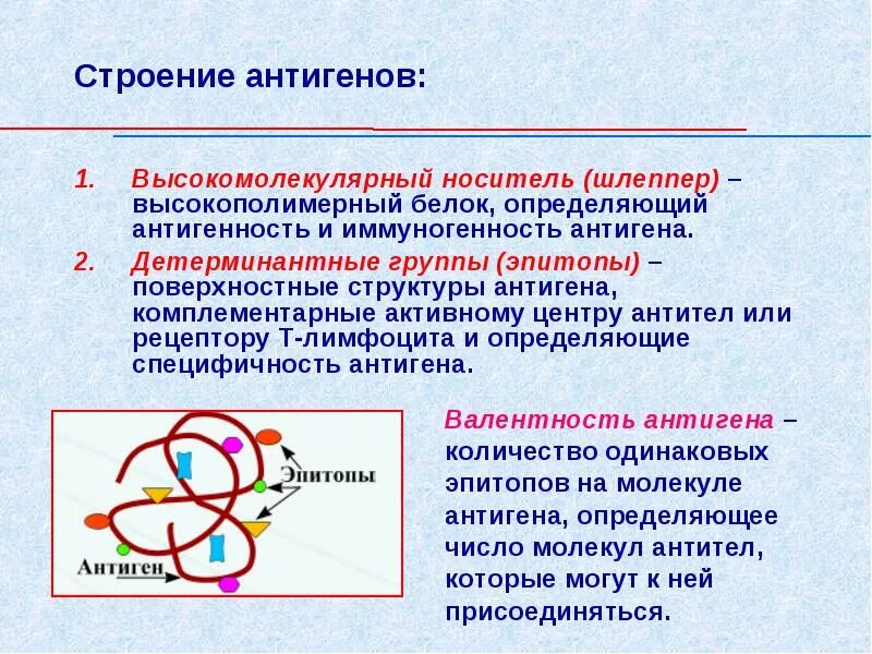 Структура антигена. Строение антигена. Химическая структура антигена. Строение антигена иммунология. Основные группы антигенов