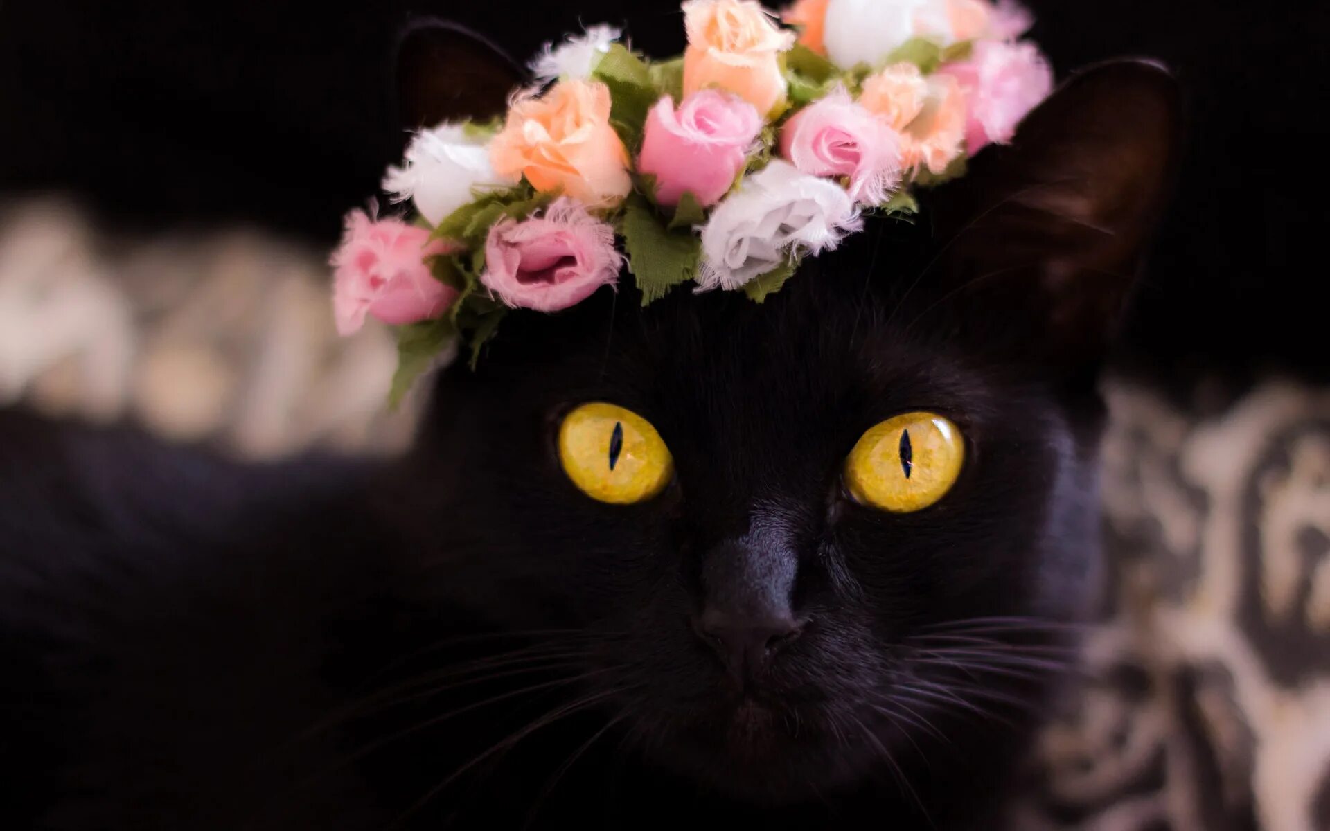 Черный кот и цветы. Черный кот с цветами. Котенок в цветах. Кот черный в венке. Черно розовую кошку