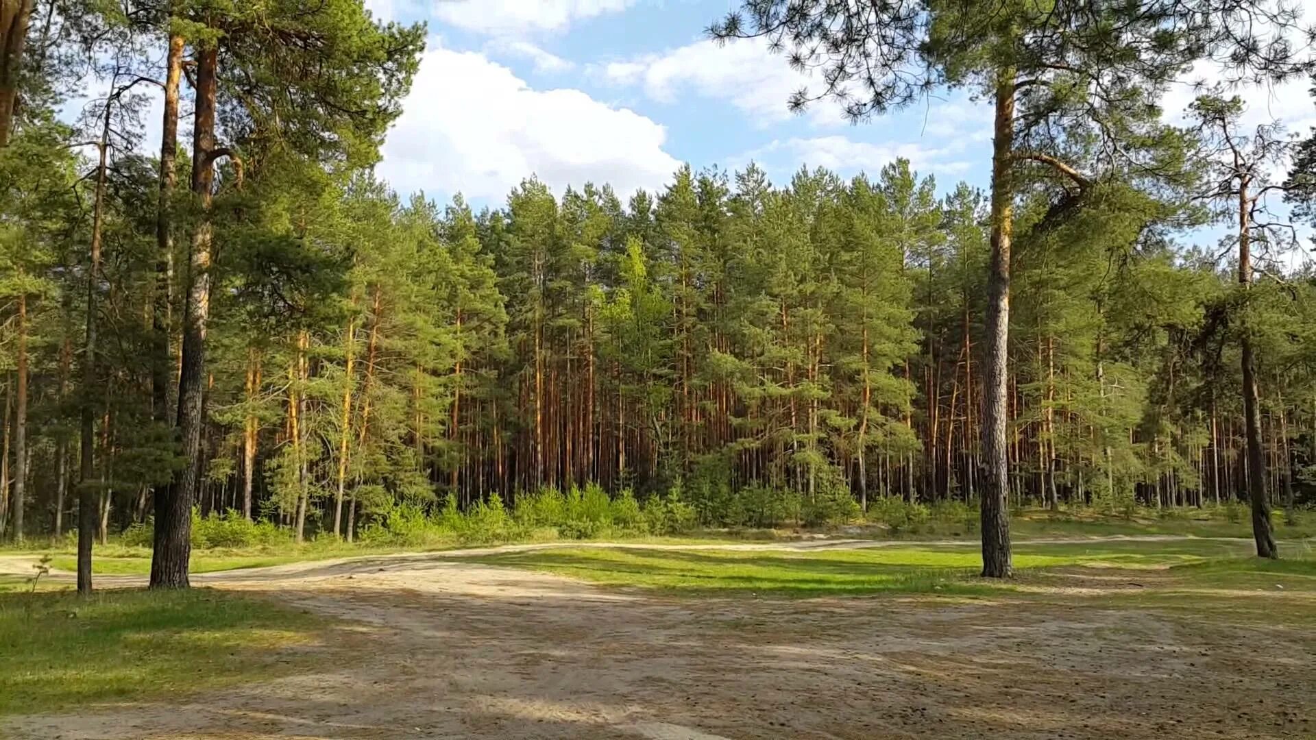 Хвойная роща. Сосновый лес Хабаровск. Черкассы парк Сосновый Бор. Сосновый Бор Ярославль лес. Сосновый лес Каменского района.