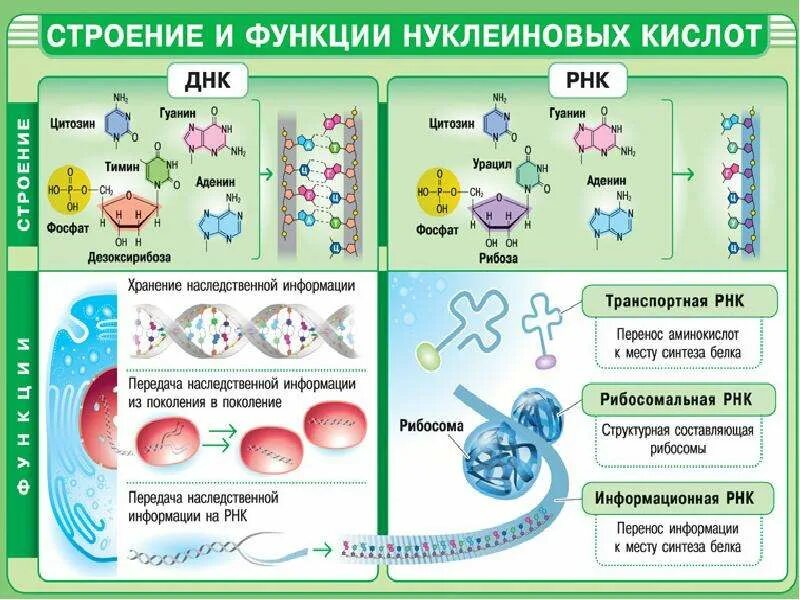 Химические вещества клетки таблица 10 класс неорганические вещества. Строение и функции органоидов животной клетки таблица. Вещества и структуры функции. Вещества и структуры функции. Белки участвующие в синтезе белка.