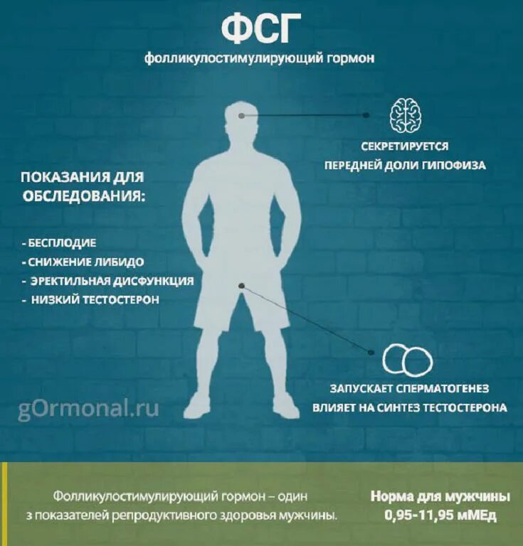 Фсг гормон у мужчин
