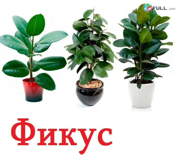 Какие бывают фикусы комнатные фото с названиями