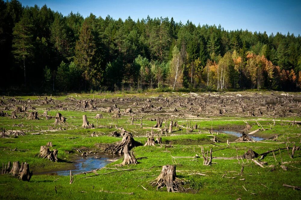 Лес гибнет. Погибающие леса.