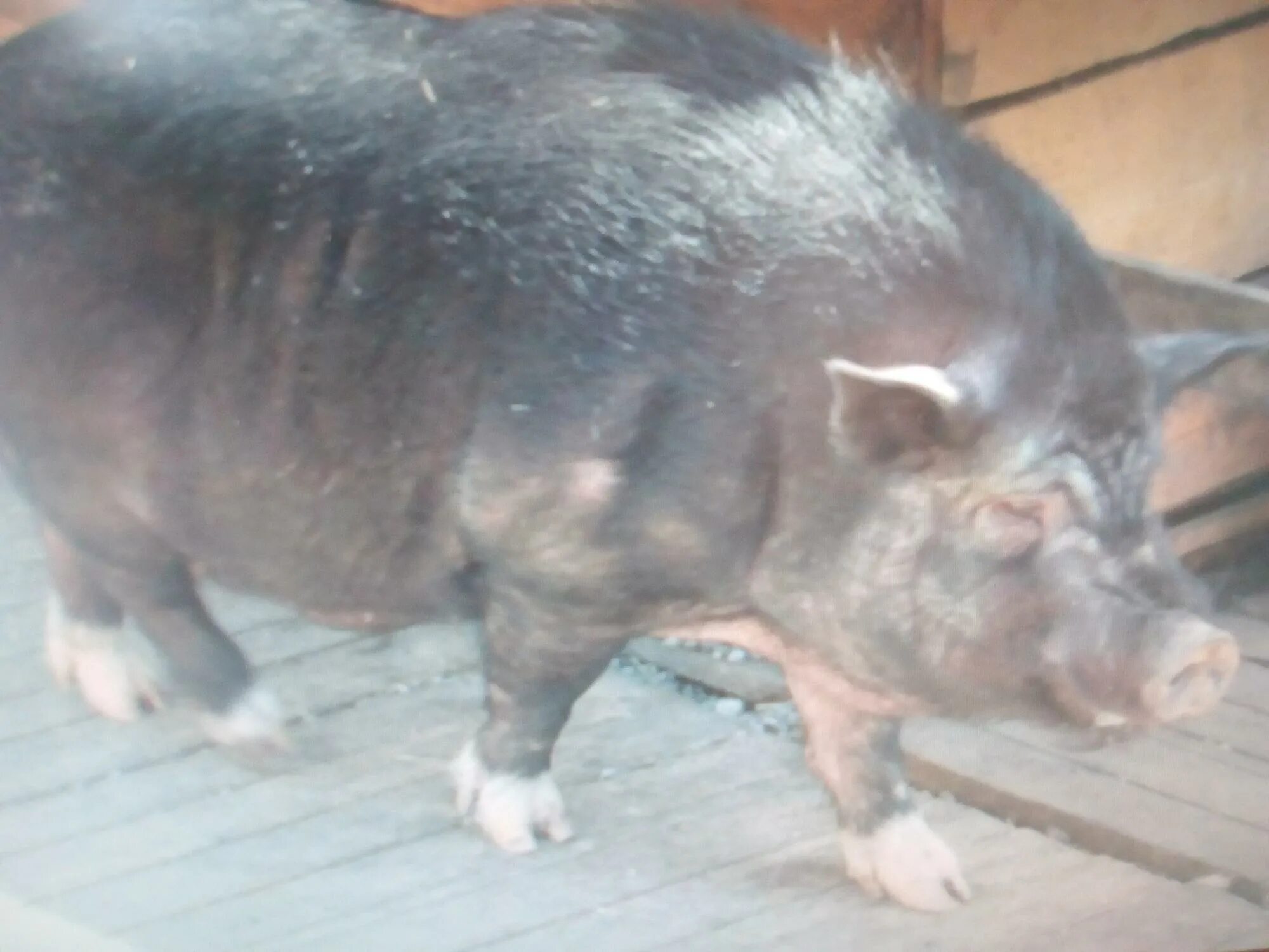Вьетнамская вислобрюхая свинья. Продажа поросят Мыски. Свиньи 100 кг