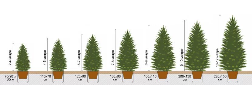 Высота саженца розы 10 см какой высоты. Туя Смарагд прирост. Туя Смарагд ширина кроны. Туя Западная Смарагд ширина кроны. Ель обыкновенная прирост.