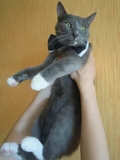 Кошки чебоксары