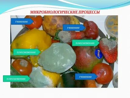 Хранение питательных веществ