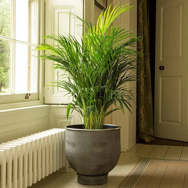 Растение горшечное Дипсис/Dypsis (Areca) lutescens приобрести в онлайн-магазине 