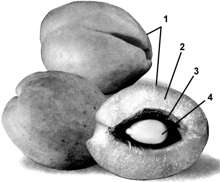 Строение плода эндокарпий. Строение плода (однокостянки) персика. Костянковидные плоды строение. Строение плода персика биология. Структуры околоплодника персика