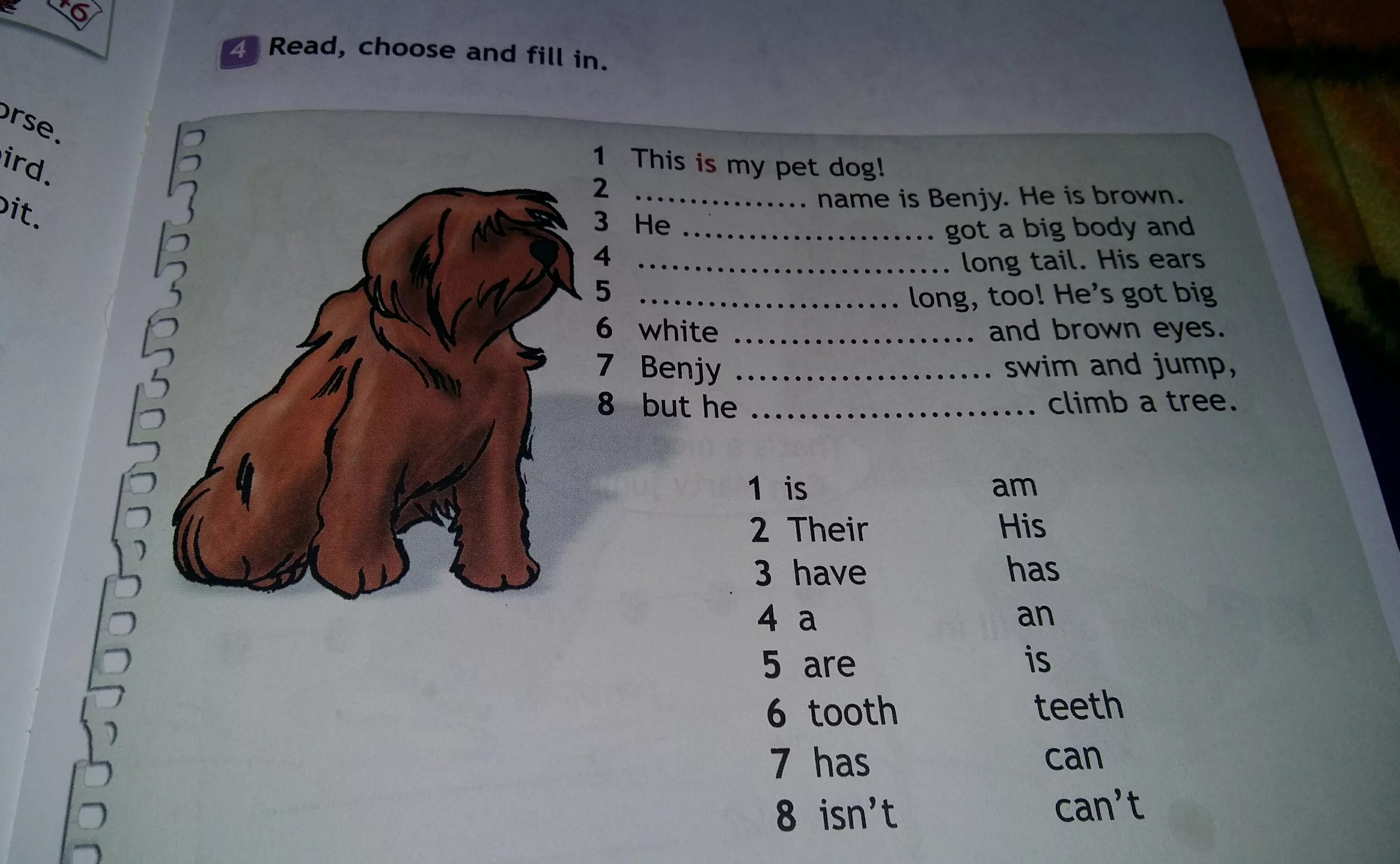 Read choose and fill in 3 класс. Look,read and fill in по английскому. Гдз по английскому read and fill in. Look read and choose. This is he dog