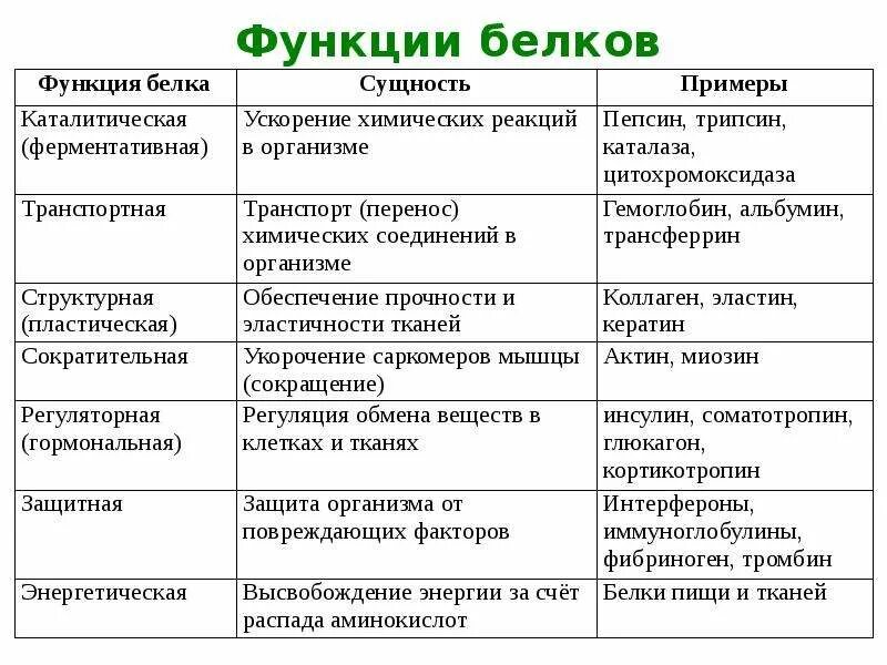 Название функций белка. Функции белков и их сущность. Таблица функции белков 9 класс биология. Важнейшие биологические функции белков таблица. Важнейшие биологические функции белков.