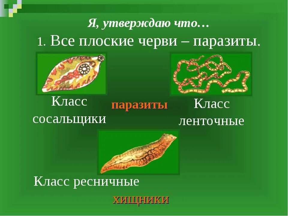 7 червей 6 червей. Тип плоские черви презентация. Тип и класс плоских червей. Плоские черви 7 класс биология. Биология Тип плоские черви.