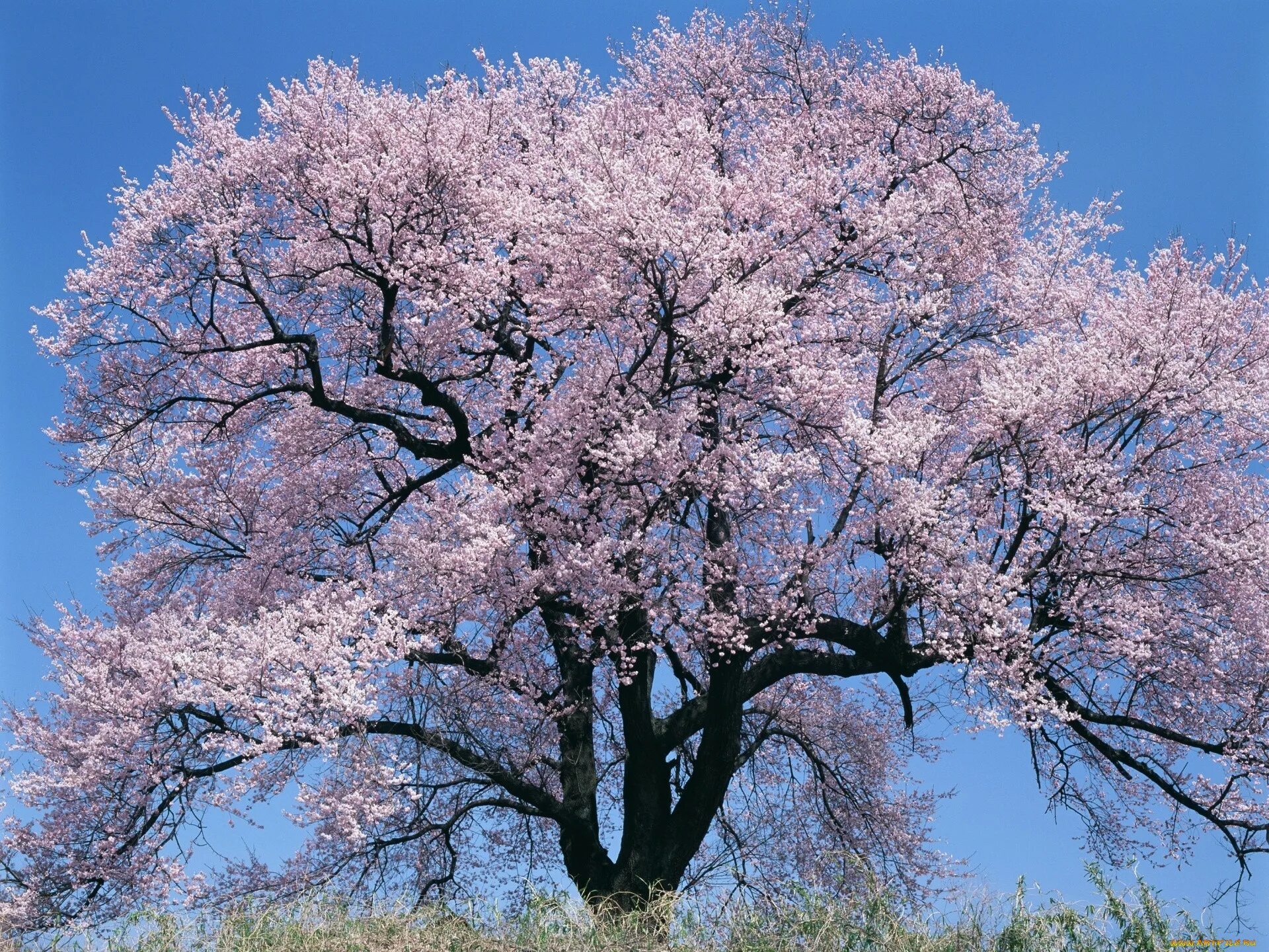 Сакура Канзан. Весеннее дерево. Цветущее дерево. Деревья в цвету.