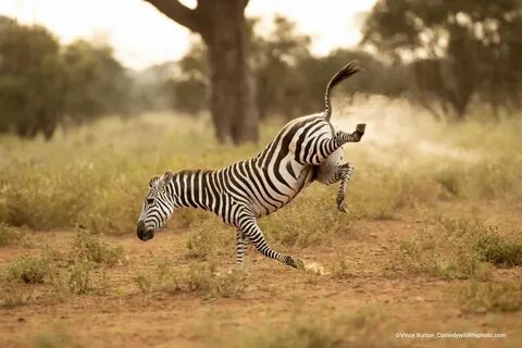 Wildlife photos