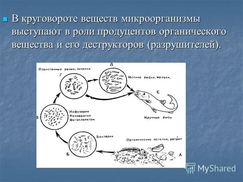 Роль микроорганизмов в круговороте серы