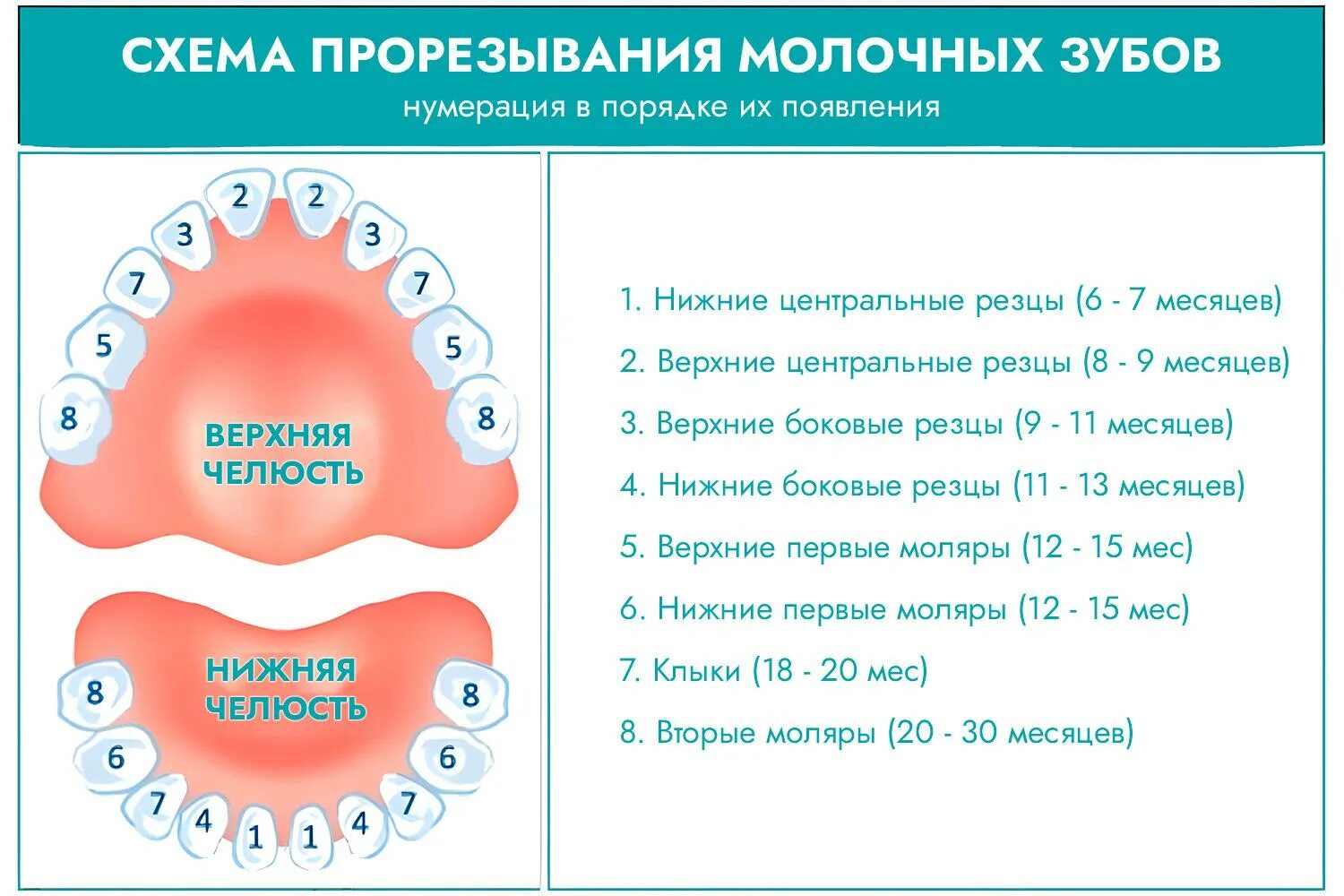 Скольки месяцев режутся зубы. Порядок прорезывания постоянных зубов схема. Зубы схема прорезывания и выпадения. Схема молочных зубов. Схема появления зубов у младенцев.