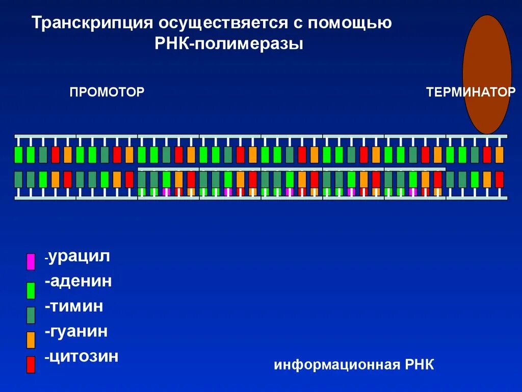 Промотор РНК полимераза. Транскрипция промотор и Терминатор. Промотор генетика.