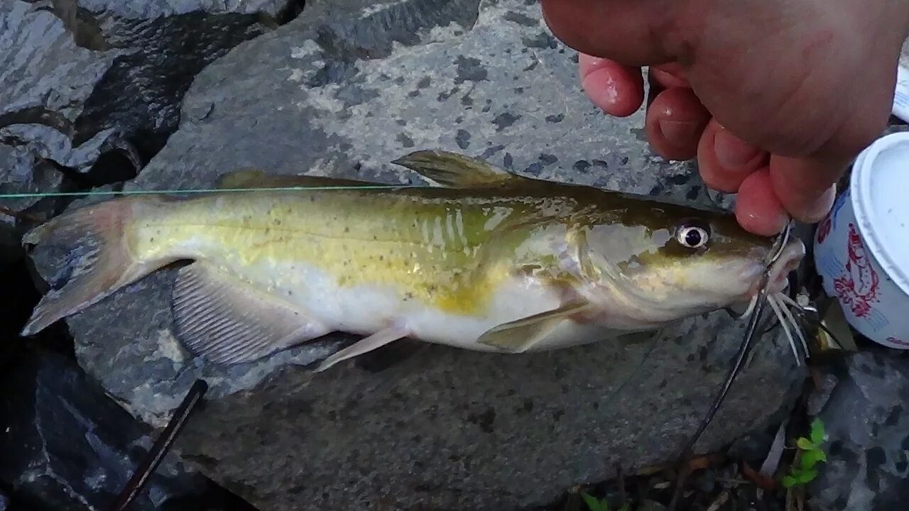 канальный сомик. канальный сомик ictalurus punctatus. канальный сомик. канальный сомик. Channel catfish рыба.