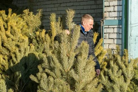 Рождество сосен
