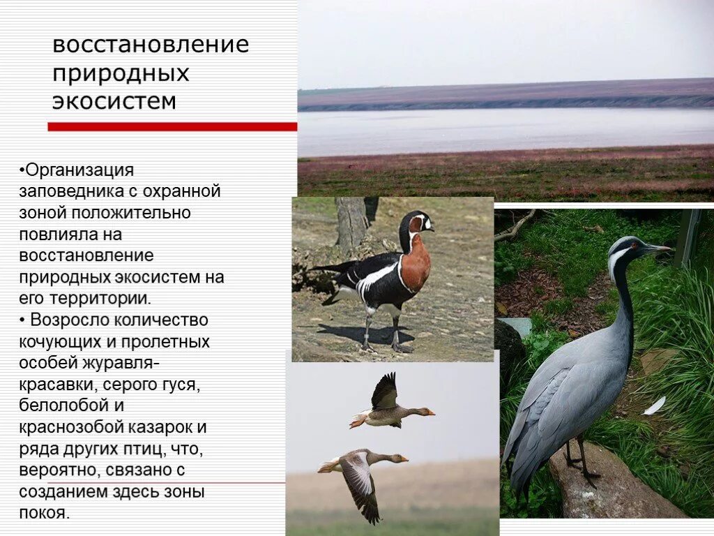 Вторичная экологическая сукцессия. Биоценоз сукцессия. Вторичная сукцессия примеры. Вторичная сукцессия вырубка леса. Вторичная сукцессия экосистем.