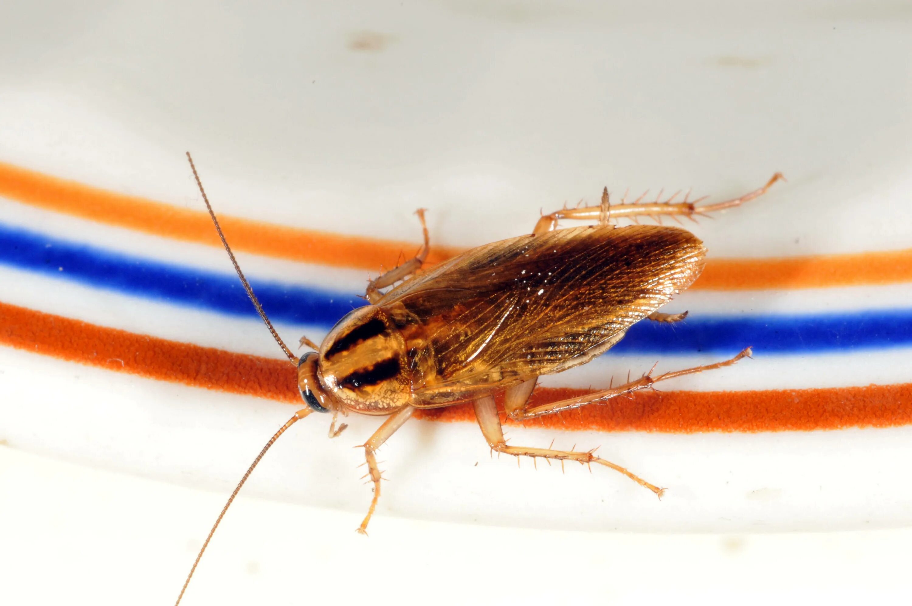 Cockroach