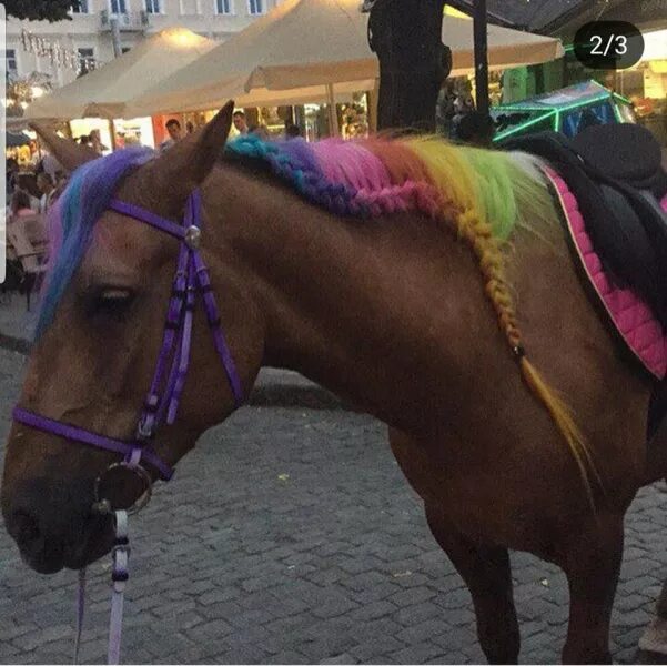 Вероника лошадь. Привязанная лошадь. Лошади издевательство. Бедные лошади издевательство. Лошадь издевательство.