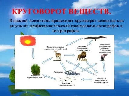 Круговорот веществ 5 класс биология определение