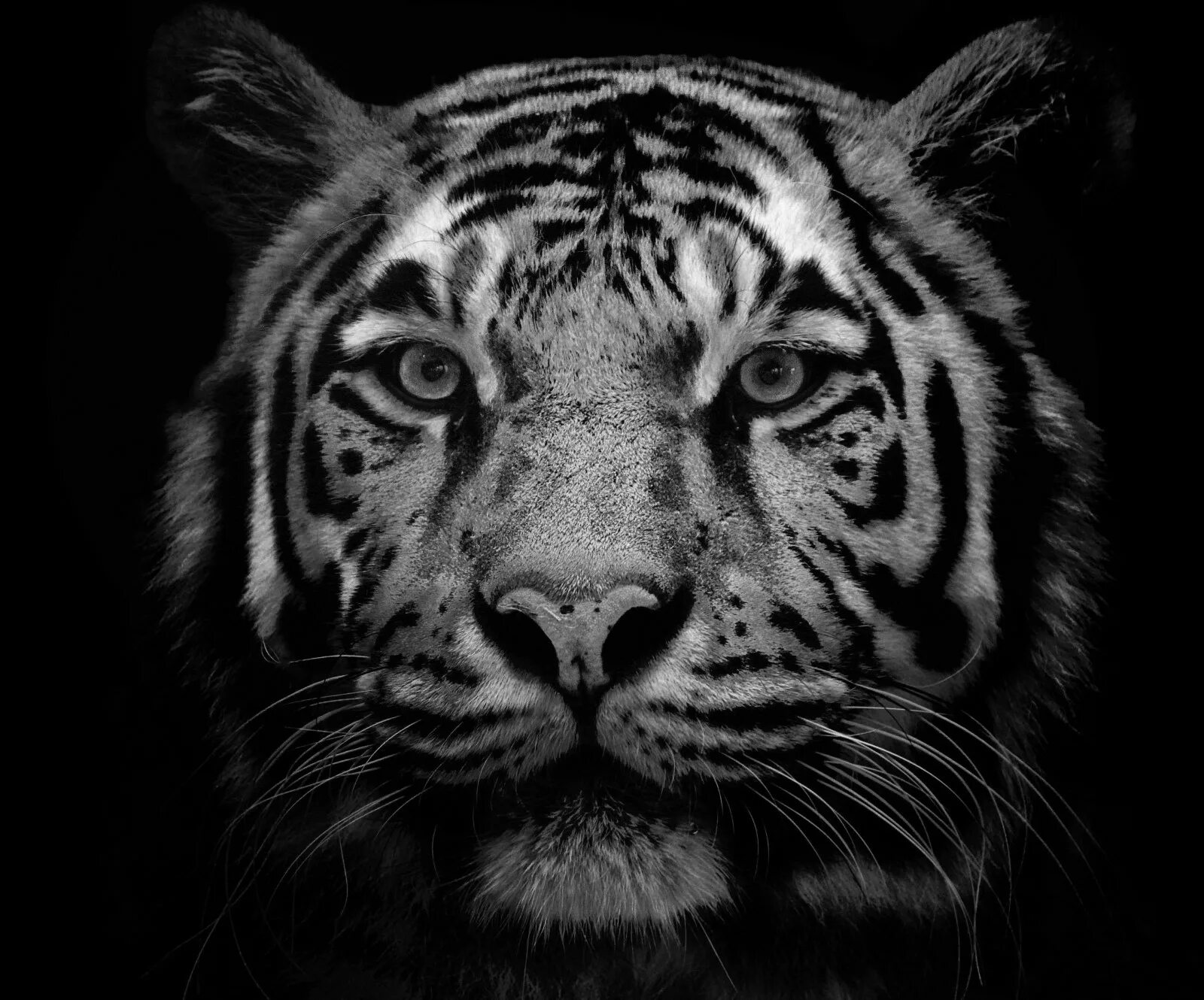 Черные большие рисунки. Тигр на черном фоне картинки. Тигр черно белый. Тигр бело черный. Тигр на черном фоне рисунок.