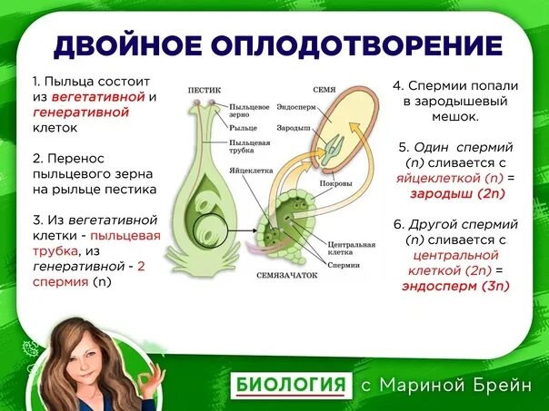 Размножение покрытосеменных двойное оплодотворение. Процесс двойного оплодотворения у покрытосеменных растений. Этапы двойного оплодотворения у цветковых растений 10 класс. Урок биологии 10 класс двойное оплодотворение у растений.