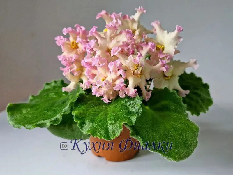 фиалка ле арт де ви. фиалка тропикана. фиалка аромат дыни. фиалка спанч боб. фиалка аромат дыни.