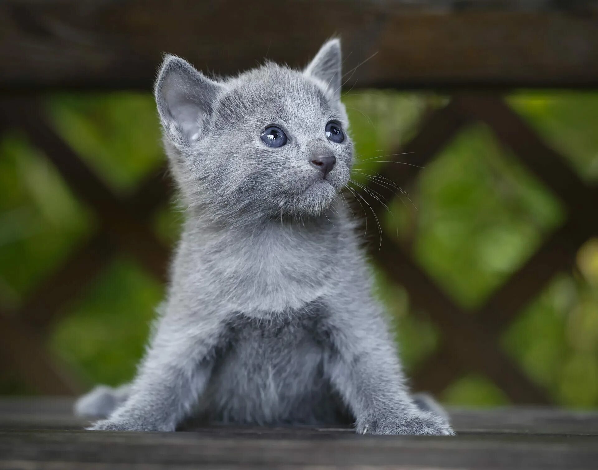 Серый котенок купить. Русская голубая котенок. Русские голубые котята. Котята породы русская голубая. Русская голубая кошка фото котят.