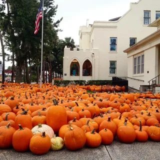 Pumpkin patch