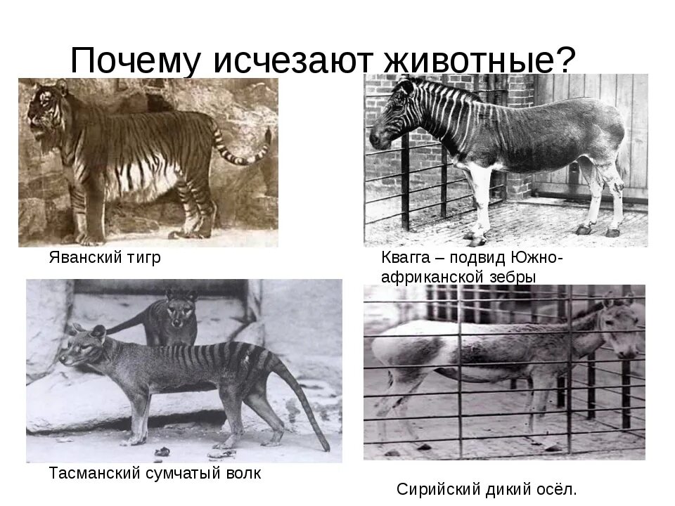Какие животные вымерли - блог Санатории Кавказа