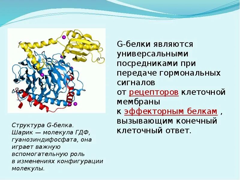 Функция белка химия. G белки биохимия. Строение Джи белка. Строение g белка биохимия. Функции g белков.