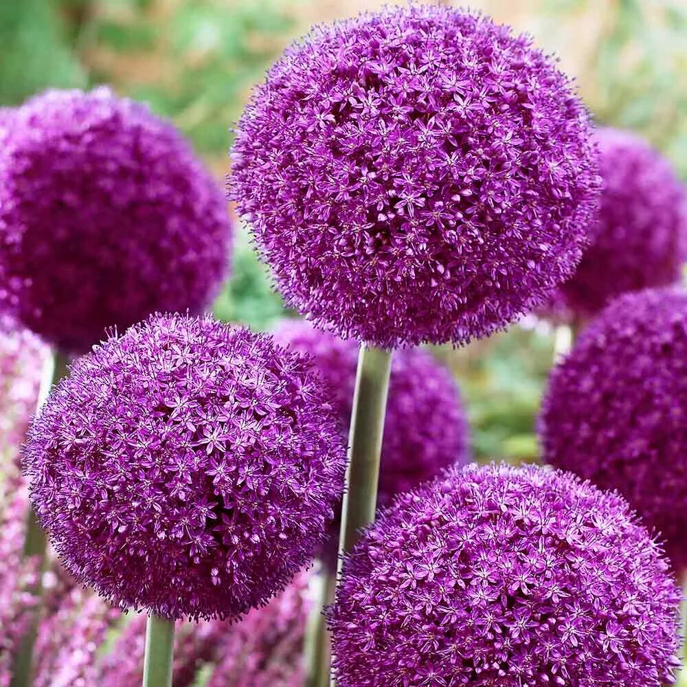 Цветок круглыми шарами. Аллиум (Allium) giganteum. Аллиум Амбассадор. Декоративный лук аллиум. Аллиум Люси бол.