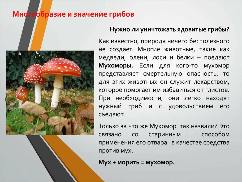 Тема многообразие и значение грибов. Сообщение многообразие грибов. Информация о мухоморе. Значение ядовитых грибов в природе и жизни человека. Значение ядовитых грибов.