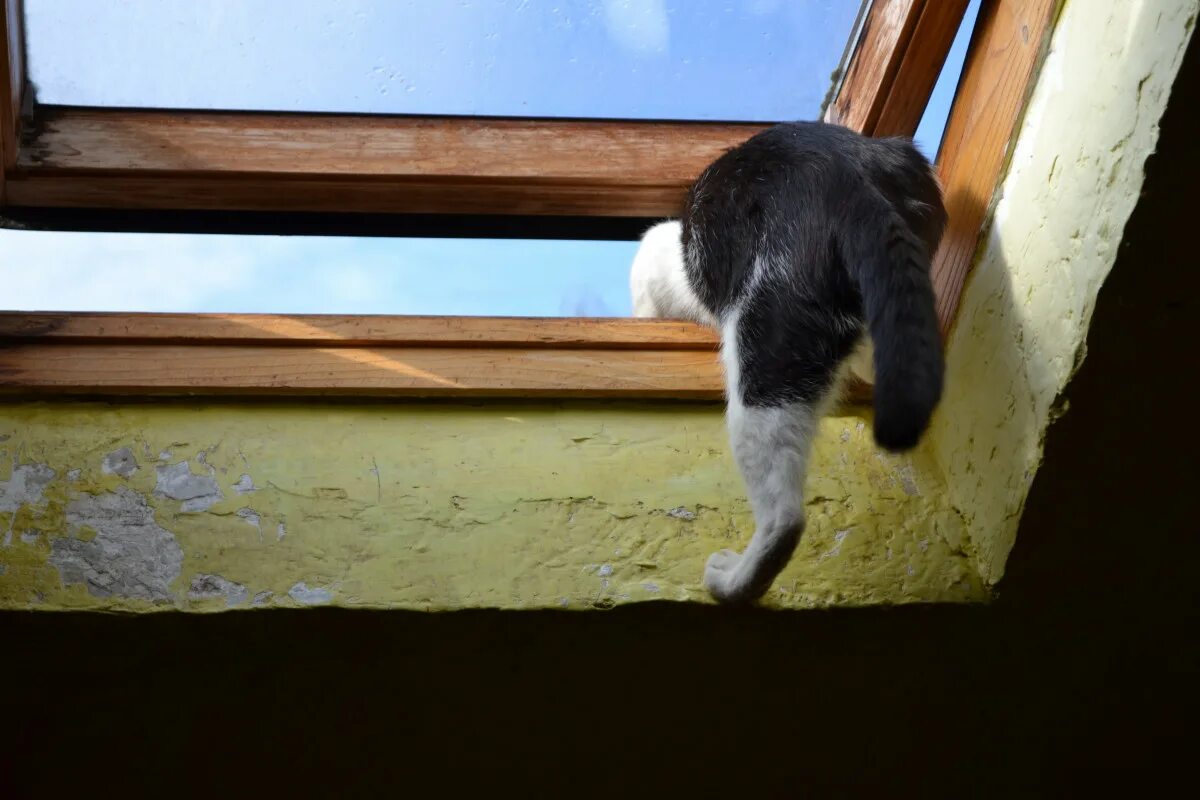 Почему коты лазят. Коты на окне. кот залезает в окно. кошки на окошке. влезает в окно.