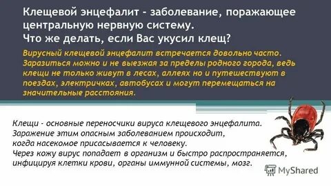 Энцефалит симптомы у собак после укуса