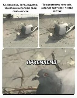 Людское мем с голубем