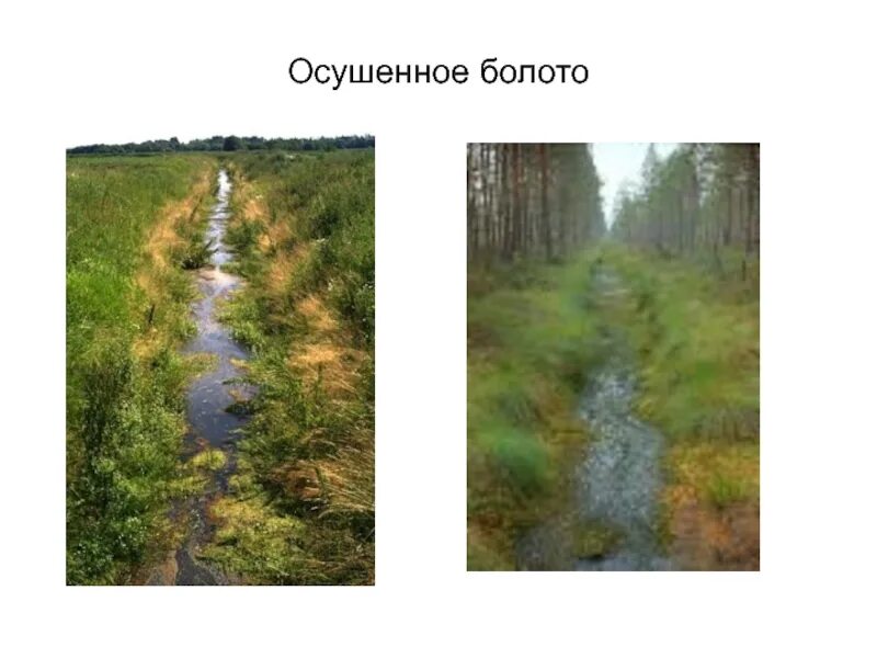 Осушение людьми заболоченных. Осушение болота. осушительные каналы на болоте. осушительная мелиорация. осушенные торфяные болота.