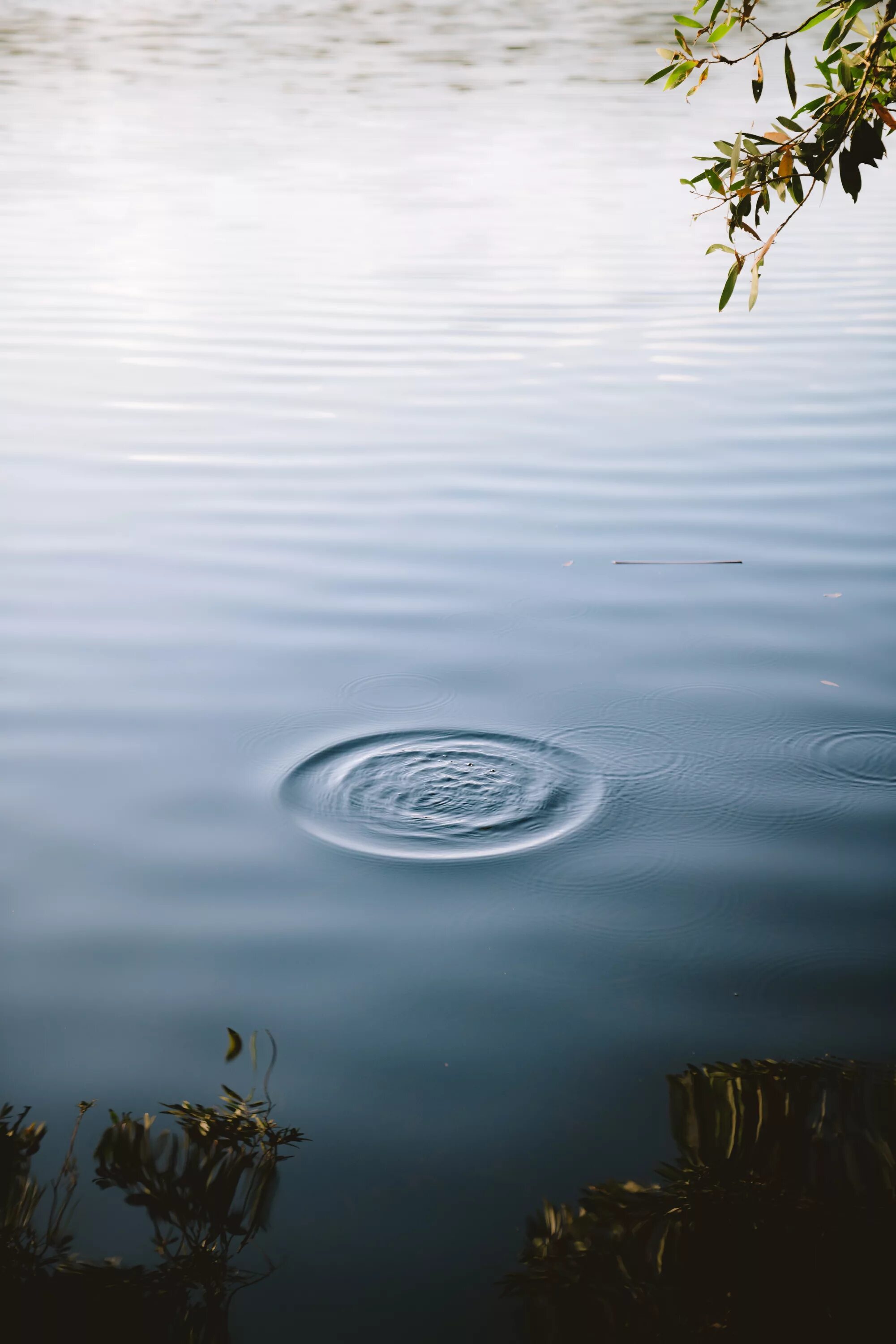 Круги на воде чья. Круги на воде. Вода озеро. Гладь воды. Вода в природе.