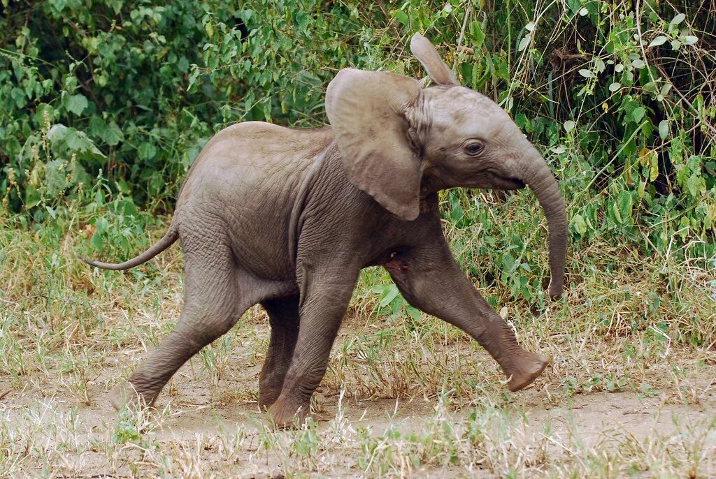 Слоненок. Слоненок бежит. Слоники бегают. Слоник бежит. An elephant can run