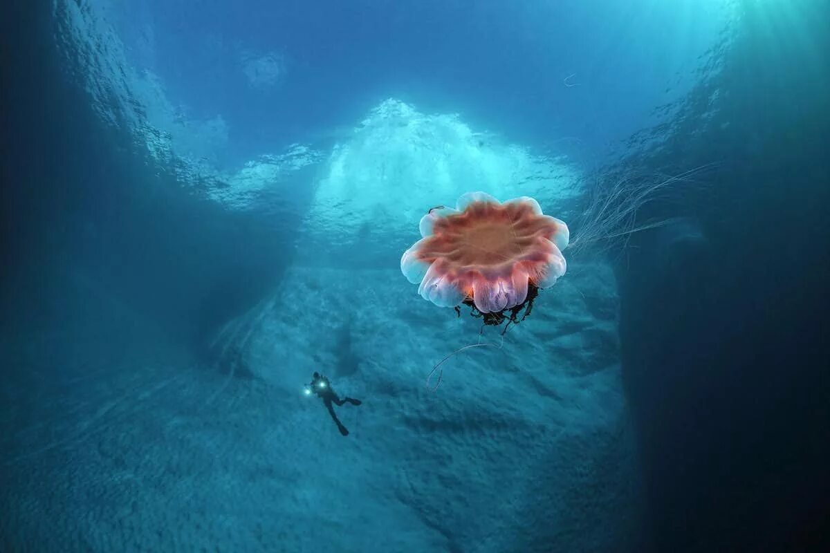 Спуститься на дно океана. Северный Ледовитый океан подводный мир. Морские глубины. Подводные обитатели океана. Море под водой.