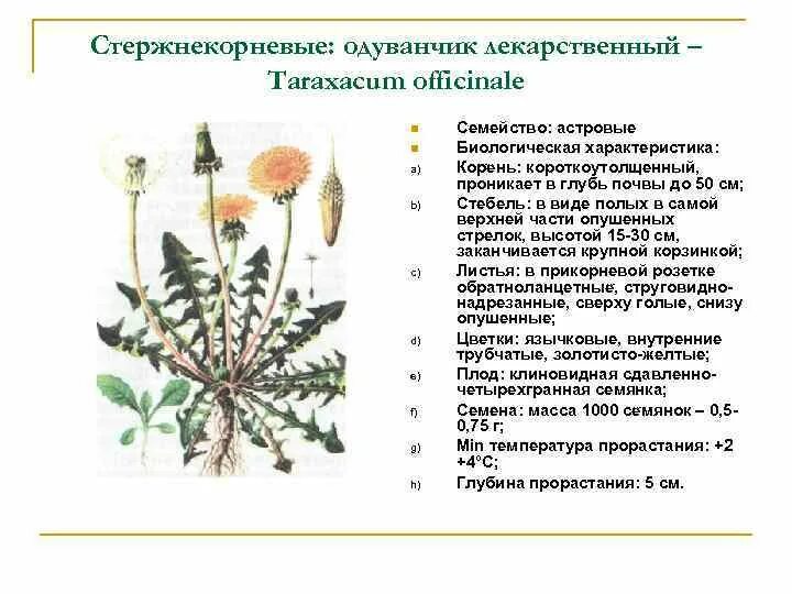 Описать лекарственную форму. Одуванчик лекарственный характеристика описание. Одуванчик лекарственный характеристика стебля. Строение одуванчика лекарственного схема. Одуванчик лекарственный внешнее строение.