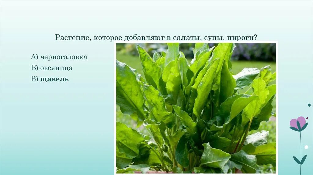 Щавель презентация. Растения которые добавляют в суп. Щавель в Нижегородской области. Щавель однолетнее или двулетнее.