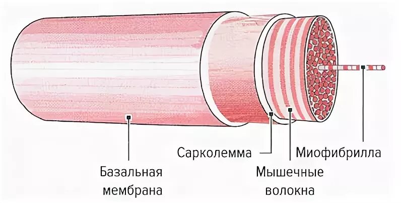 Оболочка мышечной клетки