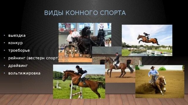 Конный спорт вопросы. Конный спорт презентация. Виды конного спорта. Все виды лошадиного спорта. Проект конный спорт.