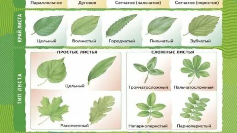 Жилкование яблони