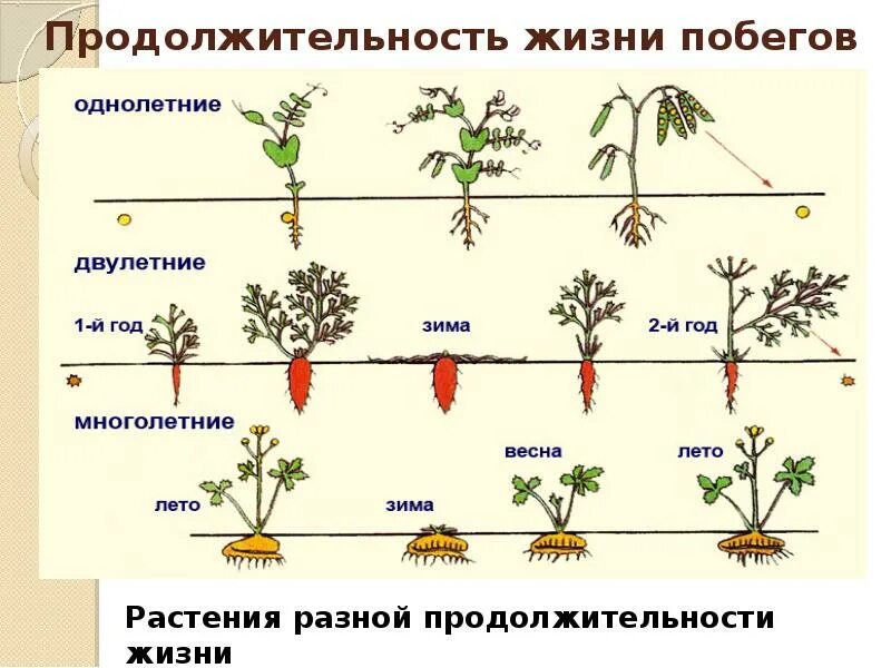 Биология продолжительности жизни. Однолетние и двулетние травы. Однолетние двулетние и многолетние травы. Однолетние двухлетние многолетние растения. Цикл развития однолетних растений.